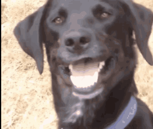 Dogs Funny Animals GIF Dogs FunnyAnimals Pets Discover & Share GIFs