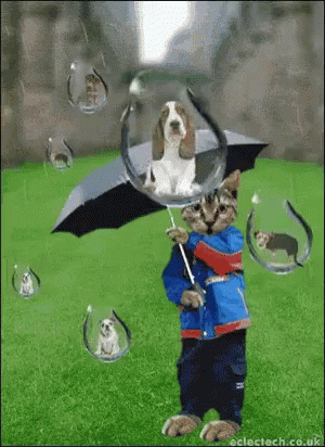Raining Cats And Dogs GIFs | Tenor