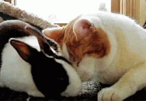 Love Cat Gif Love Cat Rabbit Discover Share Gifs Love Cat Gif Love Cat Rabbit Discover Share Gifs