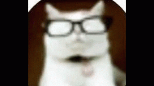 Cat Glasses GIF - Cat Glasses Blurry - Discover & Share GIFs