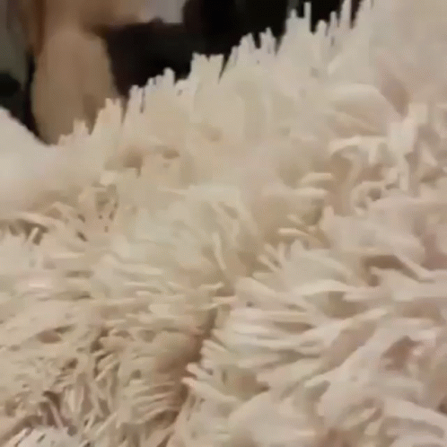 https://media1.tenor.com/images/3b089ac1f111b96a969a445d16d7b1a0/tenor.gif?itemid=7191628