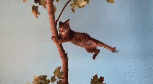 Flying Cat Gif Flying Cat Whee Discover Share Gifs - vrogue.co