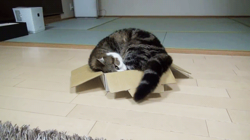 Image result for Funny kitties gif