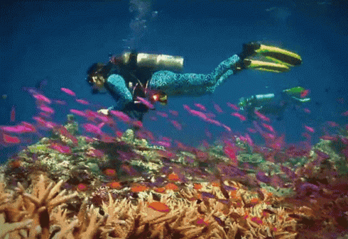 Sea Diving GIF - Sea Diving Underwater - Discover & Share GIFs