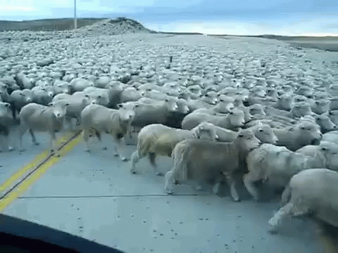 Sheep Gifs Tenor