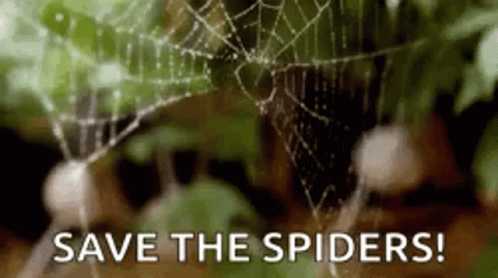 Spider Web GIF - Spider Web SpiderWeb GIFs
