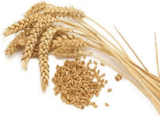 Seed Wheat GIF - Seed Wheat Grain - Descubre & Comparte GIFs