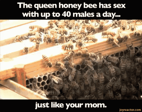 Just Like Your Mom GIF - QueenBee Bees YoMomma GIFs