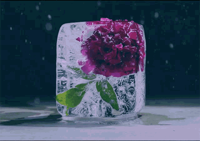 Melting Ice Flower GIF - MeltingIce Flower Melting - Discover & Share GIFs