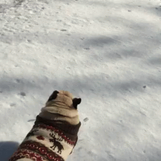 Snow Day Pugs GIF - SnowDay Pugs Winter - Discover & Share GIFs
