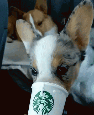 corgi coffee gif corgi coffee starbucks discover share gifs