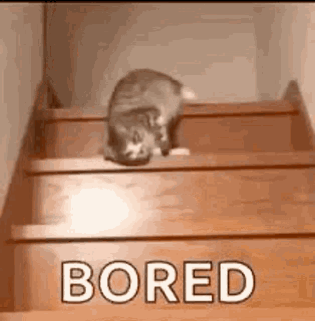 Im Bored Cat GIF ImBored Cat Slide Discover & Share GIFs