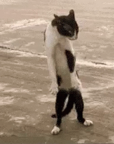 Discord Dancing Cat Gif