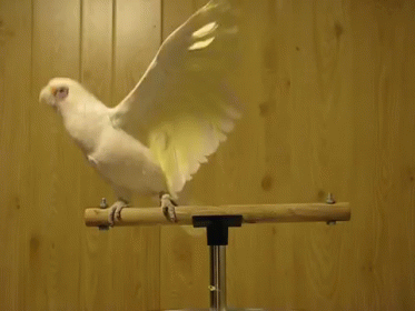 dancing cockatoo bird
