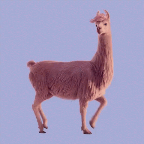 Lama Gifs Tenor