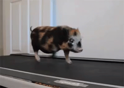 bouncing pig