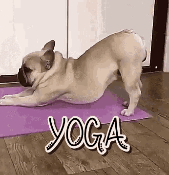 pug yoga