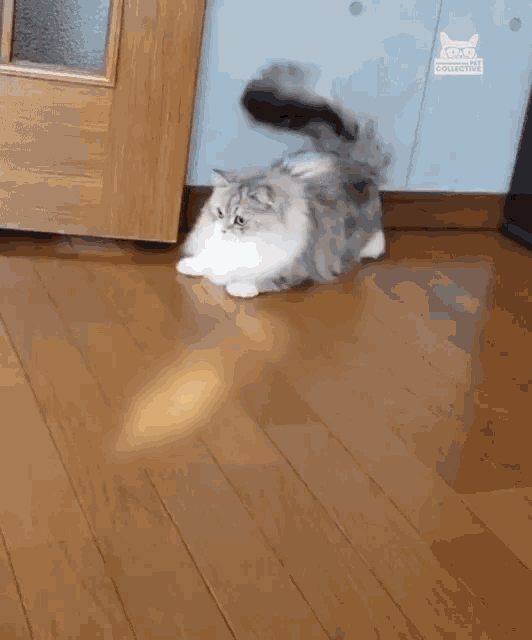 Rat Chase Gif Rat Chase Cat Discover Share Gifs - vrogue.co