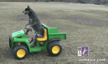 Image result for dog driving tractor gif