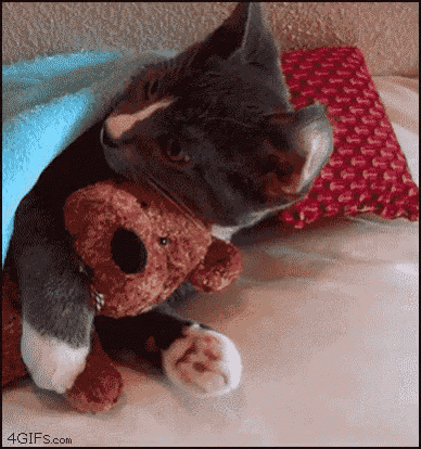 kitten hugging stuffed animal