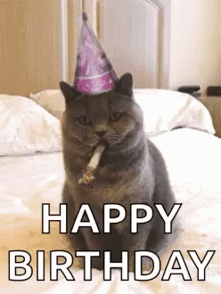 Happy Birthday Cat Gifs Tenor