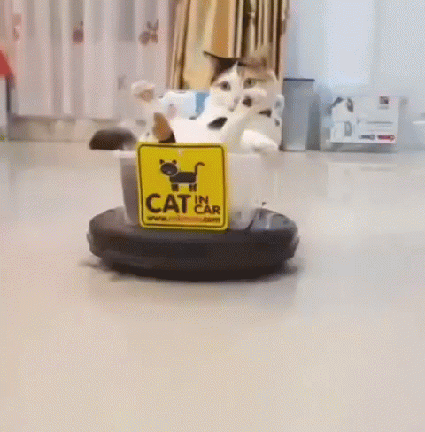 Cat Chillin GIF - Cat Chillin Robot - Descubre & Comparte GIFs