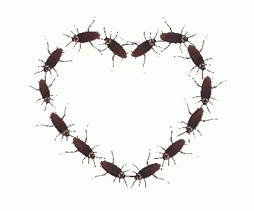cockroach gifs tenor