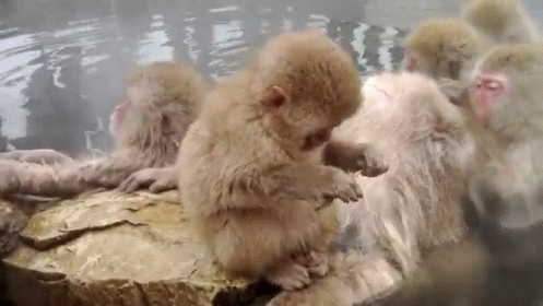 Monkey Grabbing Balls GIFs | Tenor