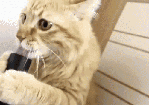 vacuum vs cat part 2 gif vaccat2 vacuum cats discover share gifs