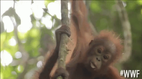 Image result for orangutan gif