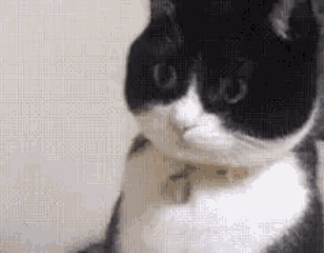 Stare Cat GIF - Stare Cat Confused - Discover & Share GIFs