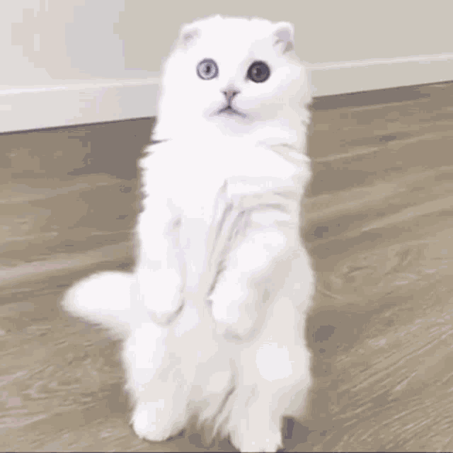 Cat Standing Cute Cat GIF - CatStanding Standing CuteCat - Discover ...