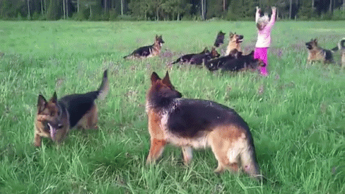joy gif germanshepherd dogpack dogs discover share gifs carlton dance christmas