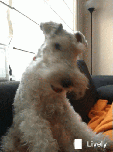 Terrier GIFs Tenor Terrier GIFs Tenor