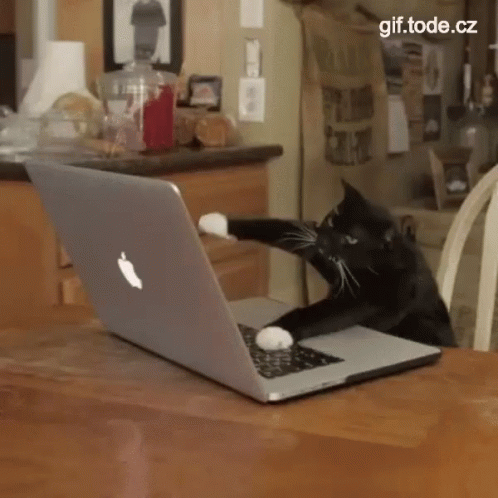 Cat Laptop GIF - Cat Laptop - Discover & Share GIFs