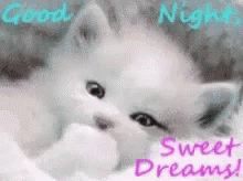 Goodnight Sweet Dreams GIF - Goodnight SweetDreams Cat - Discover ...