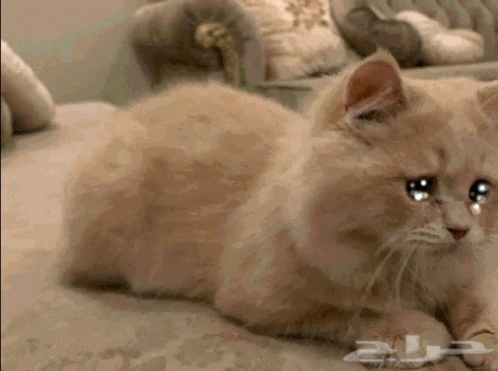 Crying Cat Meme GIF