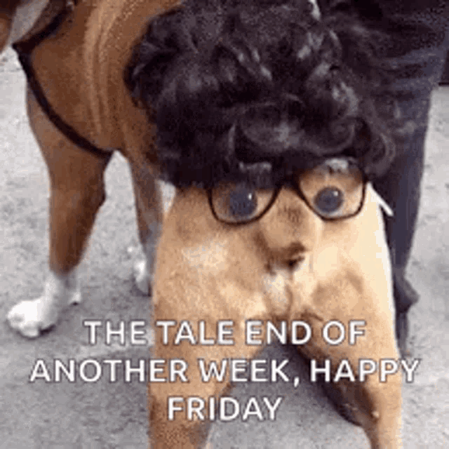 Happy Friday Funny Dog Gif Happy Friday Funny Gifs Koriskado