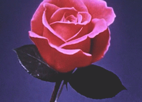 Rose Aesthetic Gif Rose Aesthetic Roseaesth Discover Share Gifs Rose Aesthetic Gif Rose Aesthetic Roseaesth Discover Share Gifs