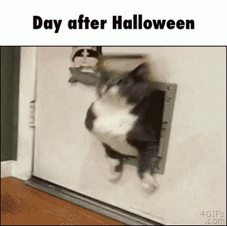 funny fat cat gifs