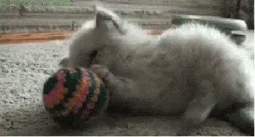 kitten cat gif kitten
