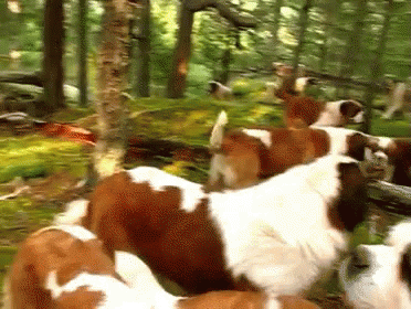 Happy St Bernard Gifs Tenor Happy St Bernard Gifs Tenor