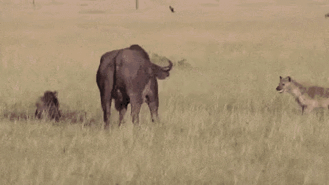 Buffalo Angry GIF - Buffalo Angry Africa - Discover & Share GIFs
