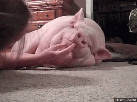 tenor.gif?itemid=5208996