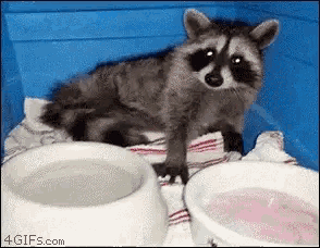 trash panda raccoon gif