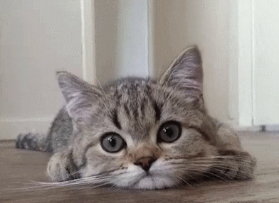 Cat Scratching Head Gif Cat Scratching Head Gif