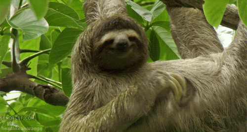 Bildergebnis für sloth gif