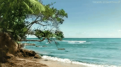 Sea Beach GIF - Sea Beach Tree - Discover & Share GIFs