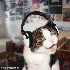 Cat listening to kpop