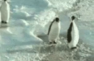 Push the penguin
